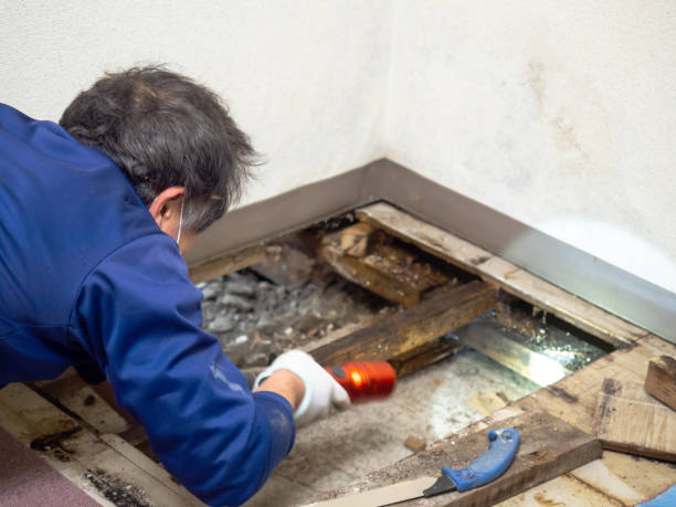 Best Health and Safety Mold Remediation in Wanamingo, MN
