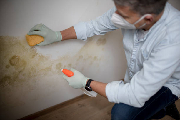 Best DIY Mold Remediation Support Services in Wanamingo, MN