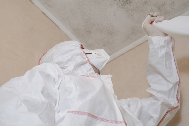 Best Attic Mold Remediation in Wanamingo, MN