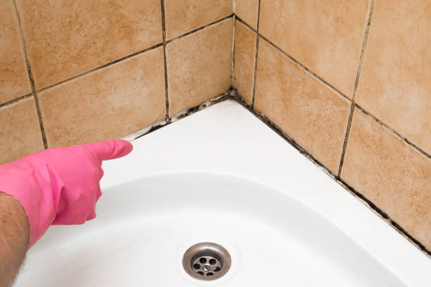 Best HVAC Mold Remediation in Wanamingo, MN
